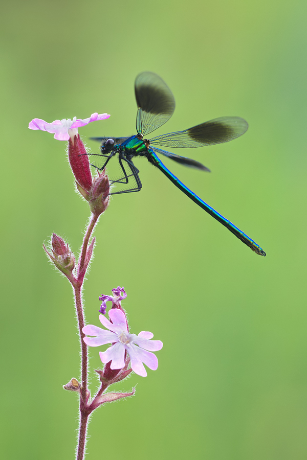 Banded Demoiselle male 8